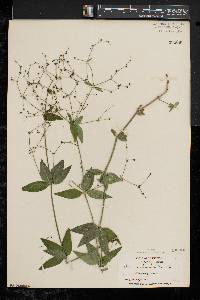 Galium lanceolatum image