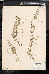 Linnaea borealis subsp. americana image