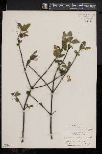 Lonicera canadensis image