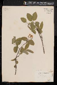 Lonicera canadensis image