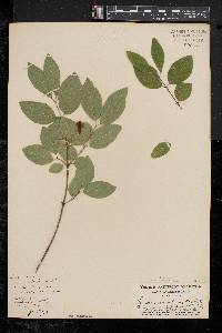 Lonicera canadensis image