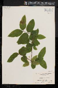 Lonicera canadensis image