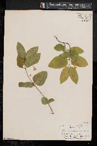 Lonicera canadensis image