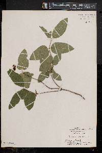 Lonicera canadensis image