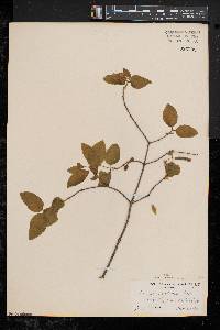 Lonicera canadensis image