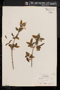 Lonicera canadensis image