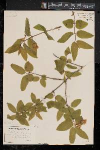 Lonicera canadensis image