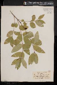 Lonicera canadensis image