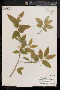 Lonicera canadensis image