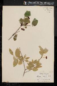 Lonicera canadensis image