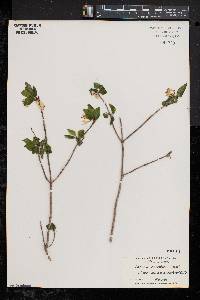 Lonicera canadensis image