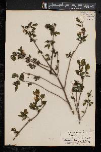 Lonicera canadensis image