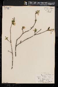 Lonicera canadensis image