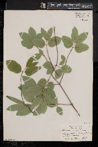 Lonicera canadensis image