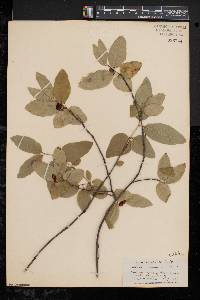 Lonicera canadensis image