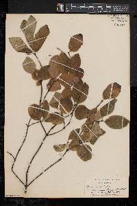 Lonicera canadensis image