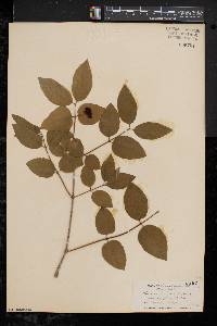 Lonicera canadensis image