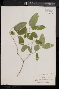 Lonicera canadensis image