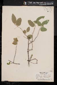 Lonicera canadensis image