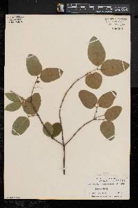 Lonicera canadensis image