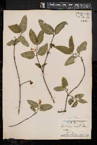 Lonicera canadensis image