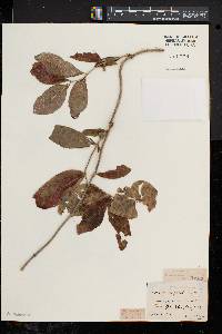 Lonicera dioica image