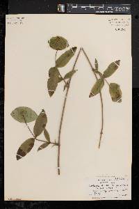 Lonicera dioica image