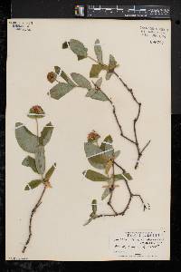 Lonicera dioica image