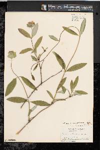 Lonicera dioica image