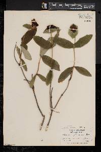 Lonicera dioica image