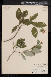 Lonicera dioica image