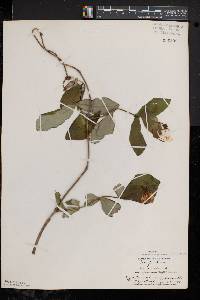 Lonicera dioica image