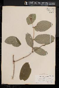 Lonicera dioica image