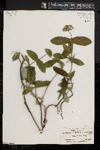 Lonicera dioica image