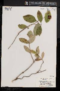 Lonicera dioica image