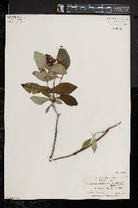 Lonicera dioica image