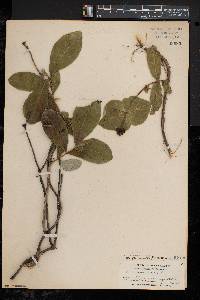 Lonicera dioica image