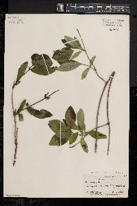 Lonicera dioica image