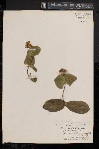 Lonicera dioica image