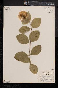 Lonicera hirsuta image