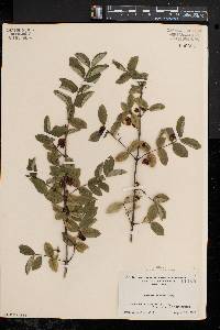 Lonicera morrowii image