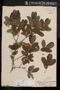 Lonicera oblongifolia image