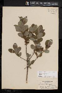 Lonicera oblongifolia image