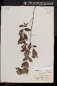 Lonicera oblongifolia image