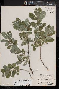 Lonicera oblongifolia image