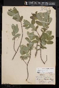 Lonicera oblongifolia image