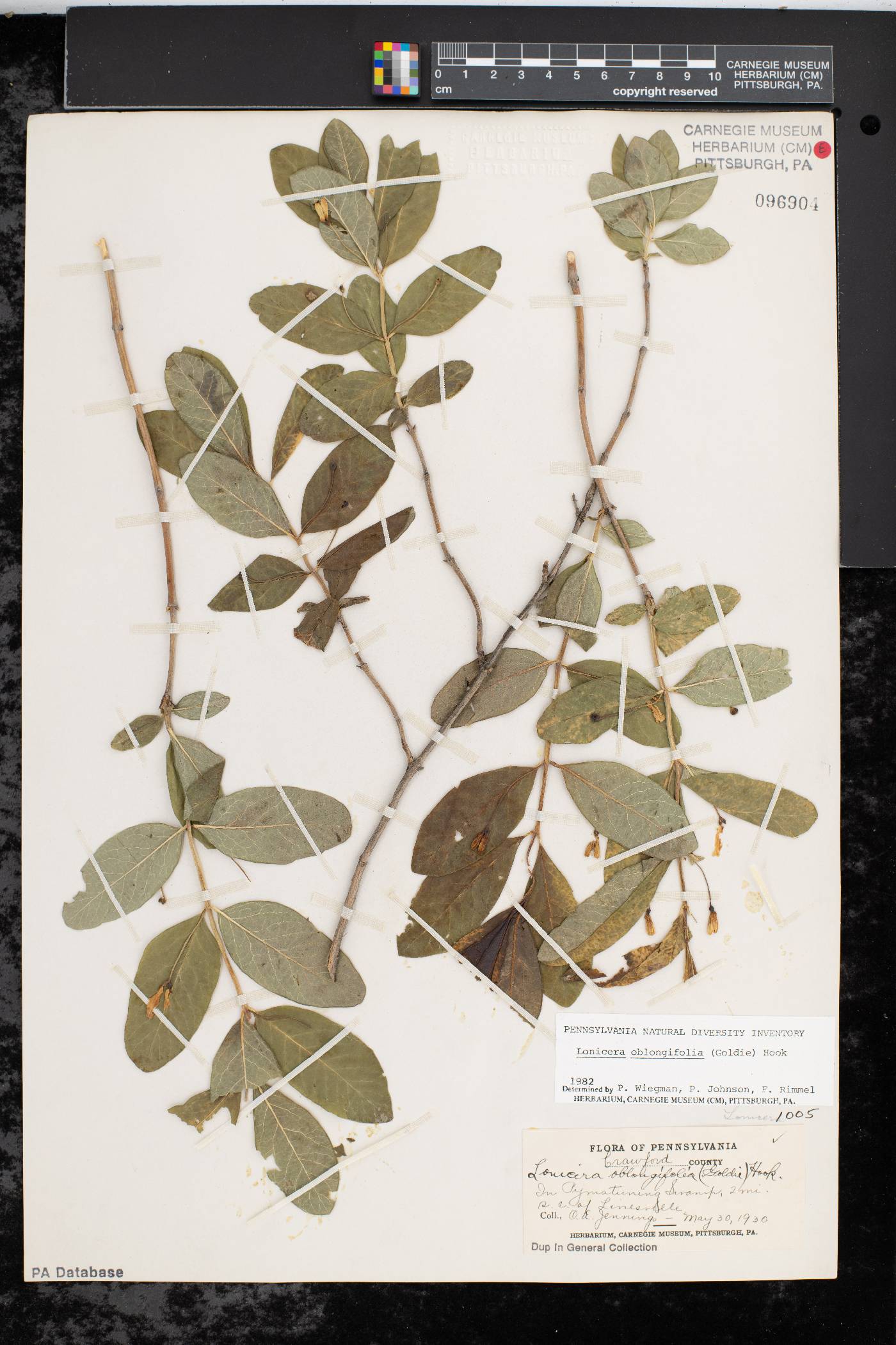 Lonicera oblongifolia image