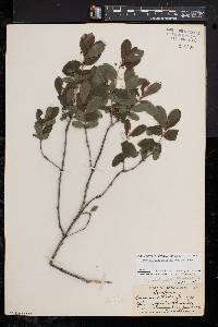 Lonicera oblongifolia image