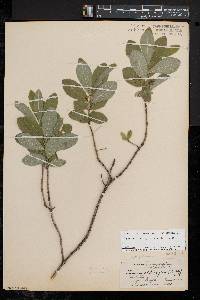 Lonicera oblongifolia image