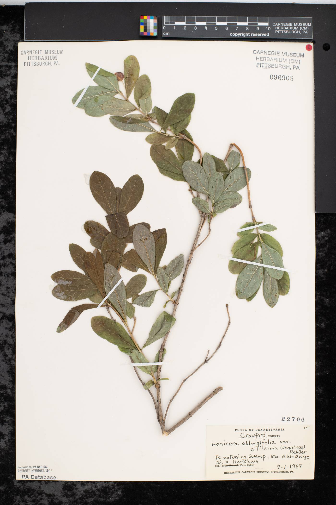 Lonicera oblongifolia var. altissima image